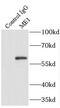 Malic Enzyme 1 antibody, FNab05079, FineTest, Immunoprecipitation image 