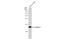 Cystatin C antibody, GTX01145, GeneTex, Western Blot image 