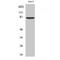 ATP Binding Cassette Subfamily B Member 7 antibody, LS-C381839, Lifespan Biosciences, Western Blot image 
