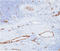 Von Willebrand Factor antibody, AM50326PU-T, Origene, Immunohistochemistry paraffin image 