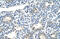 Zinc Finger Protein 786 antibody, 29-148, ProSci, Enzyme Linked Immunosorbent Assay image 