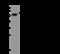 Inosine Monophosphate Dehydrogenase 2 antibody, 201279-T44, Sino Biological, Western Blot image 