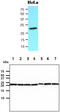 Peroxiredoxin 1 antibody, MBS200173, MyBioSource, Western Blot image 