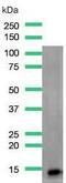 Galectin 1 antibody, MBS303236, MyBioSource, Western Blot image 