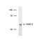 Fanconi anemia group C protein antibody, PA1-23348, Invitrogen Antibodies, Western Blot image 