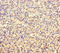 Tetraspanin 7 antibody, MBS1488994, MyBioSource, Immunohistochemistry frozen image 