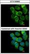 Thymidine Phosphorylase antibody, GTX100892, GeneTex, Immunofluorescence image 