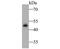 Glycoprotein A33 antibody, NBP2-80445, Novus Biologicals, Western Blot image 