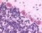 Opioid Receptor Kappa 1 antibody, NLS230, Novus Biologicals, Immunohistochemistry frozen image 