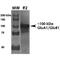 Glutamate Ionotropic Receptor AMPA Type Subunit 1 antibody, MA5-27694, Invitrogen Antibodies, Western Blot image 