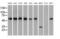 Glucose-6-Phosphate Isomerase antibody, MA5-25101, Invitrogen Antibodies, Western Blot image 