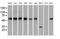 Glucose-6-Phosphate Isomerase antibody, MA5-25101, Invitrogen Antibodies, Western Blot image 