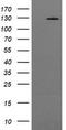 Phosphatidylinositol-4,5-Bisphosphate 3-Kinase Catalytic Subunit Gamma antibody, TA505220S, Origene, Western Blot image 