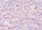 Defensin Beta 1 antibody, A52788-100, Epigentek, Immunohistochemistry paraffin image 