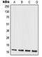 Mitochondrial Ribosomal Protein L20 antibody, orb215206, Biorbyt, Western Blot image 