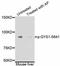 Glycogen Synthase 1 antibody, abx125446, Abbexa, Western Blot image 