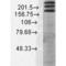 SH3 And Multiple Ankyrin Repeat Domains 1 antibody, 56469, QED Bioscience, Western Blot image 