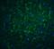 Programmed Cell Death 1 Ligand 2 antibody, 4063, ProSci, Immunofluorescence image 