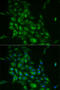 Stathmin 1 antibody, LS-C749032, Lifespan Biosciences, Immunofluorescence image 