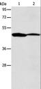 Actin Related Protein 3B antibody, LS-C404437, Lifespan Biosciences, Western Blot image 