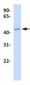 CAMP Responsive Element Binding Protein 3 Like 2 antibody, GTX44627, GeneTex, Western Blot image 