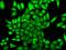Adenine Phosphoribosyltransferase antibody, GTX30061, GeneTex, Immunofluorescence image 
