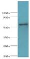 IKAROS Family Zinc Finger 3 antibody, LS-C380267, Lifespan Biosciences, Western Blot image 