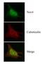 NADPH Oxidase 4 antibody, NB110-58851, Novus Biologicals, Immunofluorescence image 