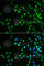 DEAD-Box Helicase 41 antibody, A6576, ABclonal Technology, Immunofluorescence image 
