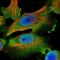 Niban Apoptosis Regulator 2 antibody, NBP1-88783, Novus Biologicals, Immunofluorescence image 