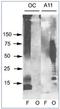 Amyloid Fibrils antibody, AP31731PU-N, Origene, Western Blot image 