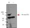 Huntington disease protein antibody, GTX30673, GeneTex, Western Blot image 