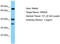 Olfactory Receptor Family 8 Subfamily U Member 8 antibody, TA332264, Origene, Western Blot image 