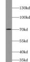 Autophagy Related 16 Like 1 antibody, FNab00669, FineTest, Western Blot image 