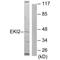 Ethanolamine kinase 2 antibody, A12947, Boster Biological Technology, Western Blot image 