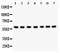 Heat Shock Transcription Factor 2 antibody, PA1607, Boster Biological Technology, Western Blot image 