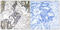 Cell Division Cycle 25C antibody, abx012677, Abbexa, Immunohistochemistry paraffin image 