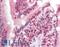 Zinc Finger Protein 521 antibody, LS-B8828, Lifespan Biosciences, Immunohistochemistry paraffin image 