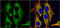 Hydroxysteroid 11-Beta Dehydrogenase 1 antibody, GTX104626, GeneTex, Immunocytochemistry image 