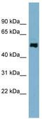 STAM Binding Protein Like 1 antibody, TA344761, Origene, Western Blot image 