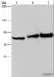 Microtubule Associated Protein RP/EB Family Member 3 antibody, LS-C401619, Lifespan Biosciences, Western Blot image 