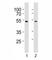 Suppressor Of Variegation 3-9 Homolog 2 antibody, F42487-0.4ML, NSJ Bioreagents, Western Blot image 
