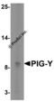 Phosphatidylinositol Glycan Anchor Biosynthesis Class Y antibody, 4945, ProSci, Western Blot image 