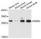 Rah1 antibody, A10332, ABclonal Technology, Western Blot image 