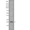 Inner Mitochondrial Membrane Peptidase Subunit 2 antibody, PA5-68228, Invitrogen Antibodies, Western Blot image 