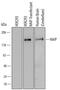 NLR Family Apoptosis Inhibitory Protein antibody, MAB829, R&D Systems, Western Blot image 