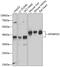Mitochondrial Transcription Termination Factor 2 antibody, GTX65932, GeneTex, Western Blot image 