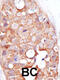 SUMO Specific Peptidase 2 antibody, 56-359, ProSci, Immunohistochemistry paraffin image 