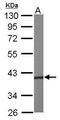 Phosphoribosyl Pyrophosphate Synthetase Associated Protein 1 antibody, GTX107447, GeneTex, Western Blot image 