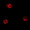 Acylaminoacyl-Peptide Hydrolase antibody, orb340993, Biorbyt, Immunofluorescence image 